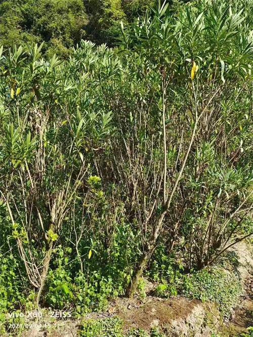 多枝6公分夾竹桃，高4米