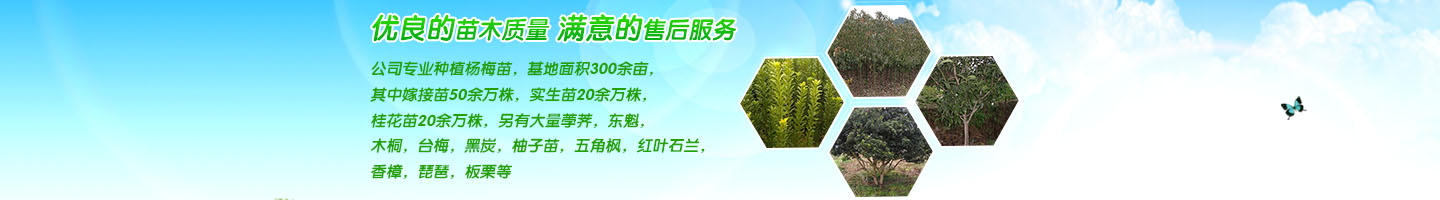 靖州和盈苗木有限公司  3456789公分楊梅樹、嫁接楊梅苗；板栗樹、柚子樹、枇杷樹、金秋梨樹苗、黑老虎、臍橙、柑橘樹苗、桃樹、五角楓、紅楓、大櫻桃樹