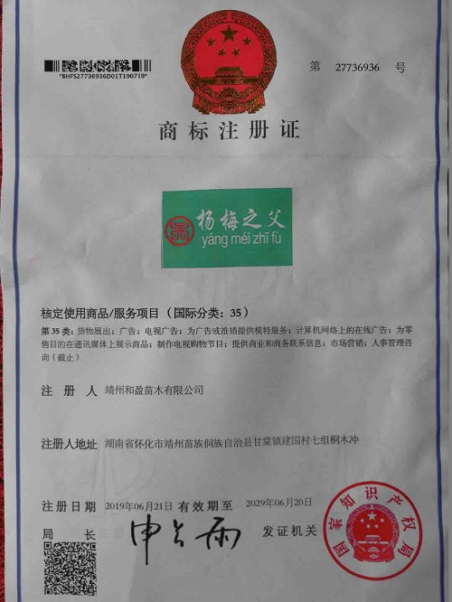 靖州和盈苗木有限公司-靖州縣斷根及移栽楊梅樹苗、桂花樹、柚子樹（黃金貢柚、紅心柚、沙田柚）、黃桃樹、大五星枇杷樹、美國紅楓、紅葉石楠