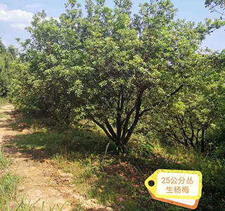 湖南森福木業有限公司,木結構別墅建造及制作,木涼亭建造及制作,木棧道建造及制作