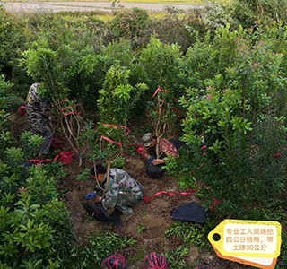 湖南森福木業有限公司,木結構別墅建造及制作,木涼亭建造及制作,木棧道建造及制作