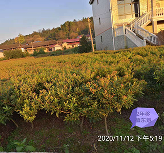 湖南森福木業有限公司,木結構別墅建造及制作,木涼亭建造及制作,木棧道建造及制作