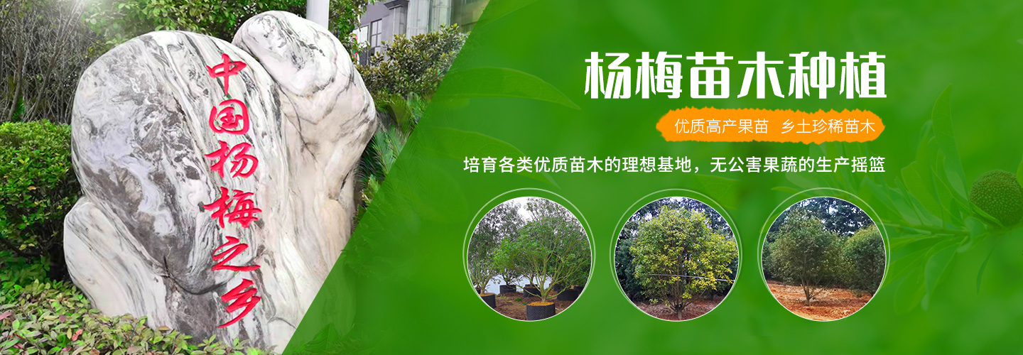 靖州和盈苗木有限公司-靖州縣斷根及移栽楊梅樹苗、桂花樹、柚子樹（黃金貢柚、紅心柚、沙田柚）、黃桃樹、大五星枇杷樹、美國紅楓、紅葉石楠、