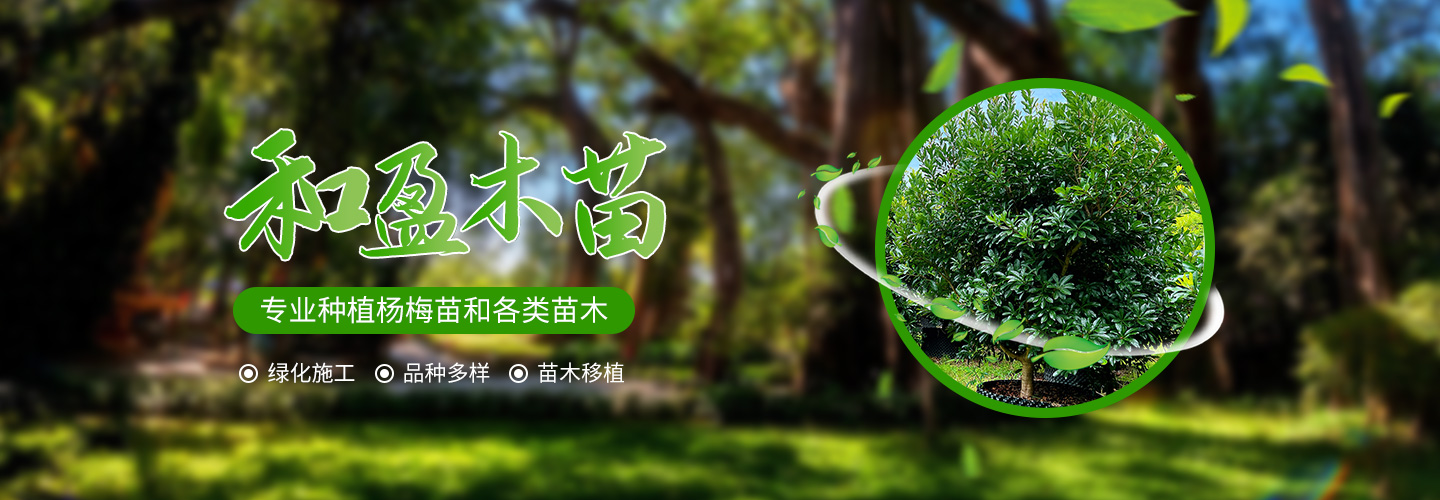 靖州和盈苗木有限公司-靖州縣斷根及移栽楊梅樹苗、桂花樹、柚子樹（黃金貢柚、紅心柚、沙田柚）、黃桃樹、大五星枇杷樹、美國紅楓、紅葉石楠、
